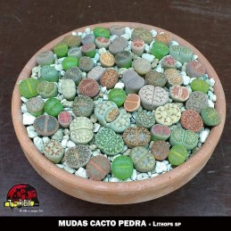 sementes e mudas cacto pedra