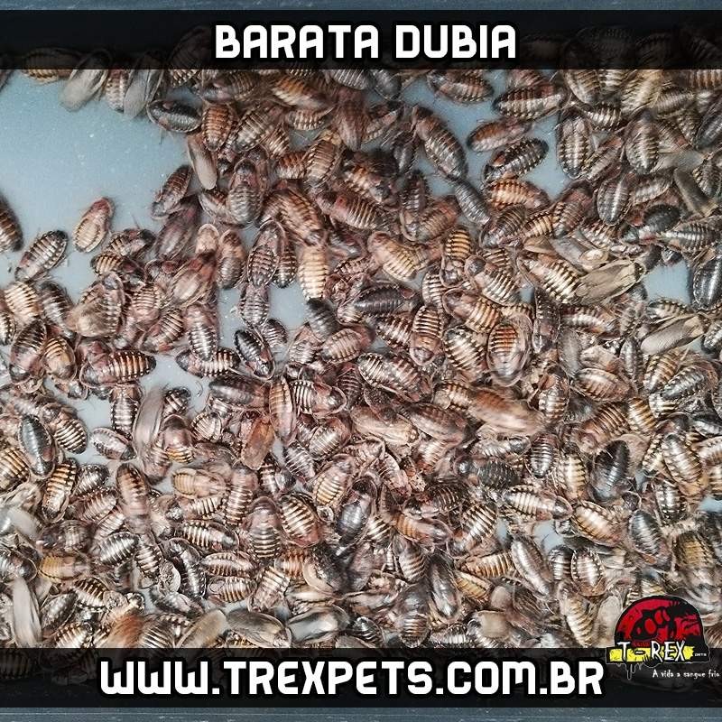 baratas dubia para repteis