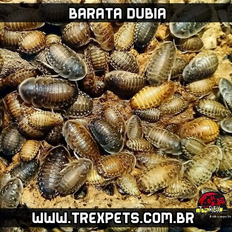 venda de baratas dubia alimento vivo