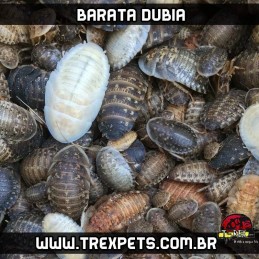 alimento vivo para répteis