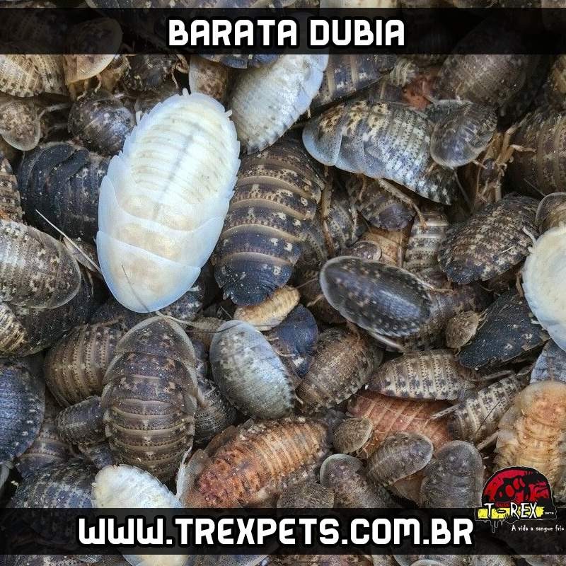 alimento vivo para répteis