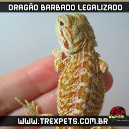 pogona legalizada a venda