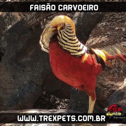 comprar faisao carvoeiro