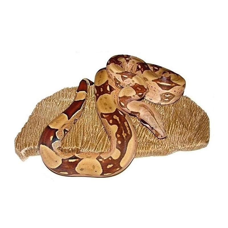 pedra aquecida para répteis