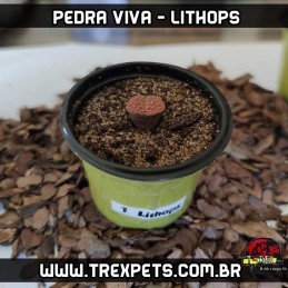 muda de lithops pedra viva