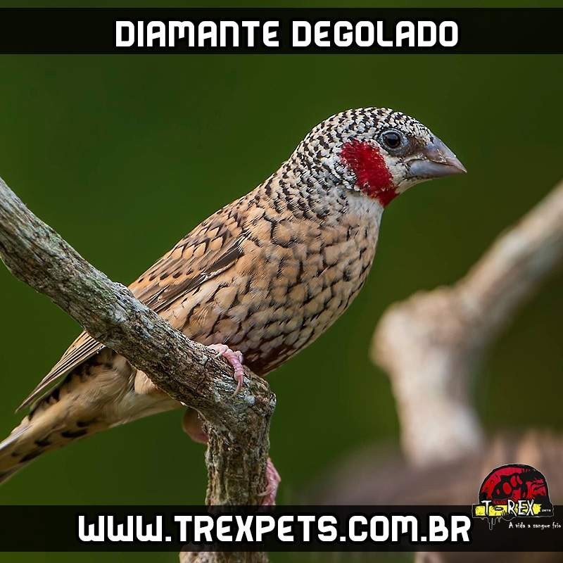 Comprar diamante degolado