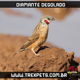 diamante degolado em sao paulo