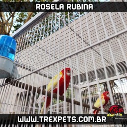 criador rosela rubina