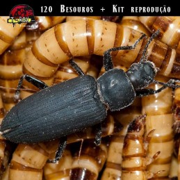 reproducao de tenebrios