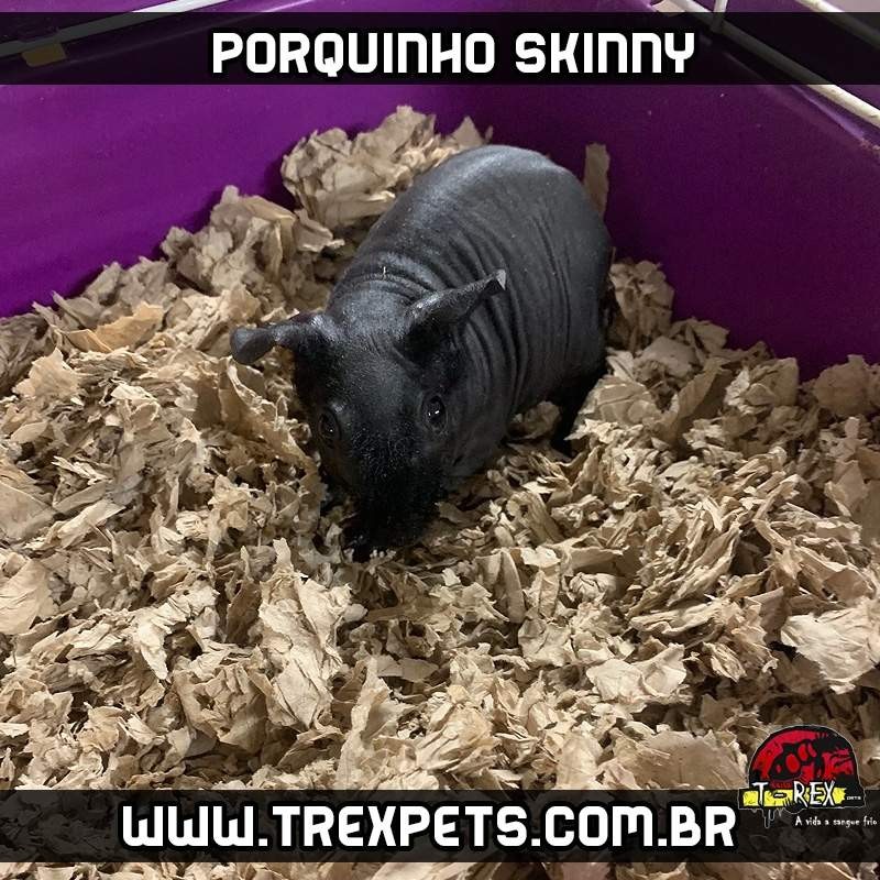 porquinho da india sem pelos