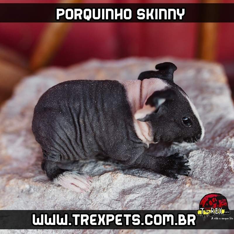 porquinho da india sem pelos
