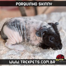 Cuidar de um Porquinho da Índia sem pêlos