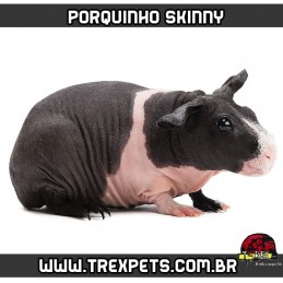 Criação de Porquinho da Índia sem pêlos