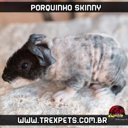 Porquinho da Índia sem pêlos Skinni
