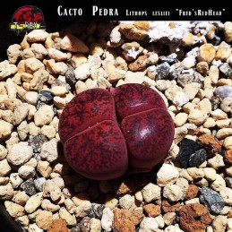 comprar cacto pedra vermelho