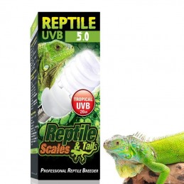 Lampadas para filhotes de iguana