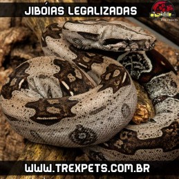 Filhote de Cobra Jibóia Legalizada