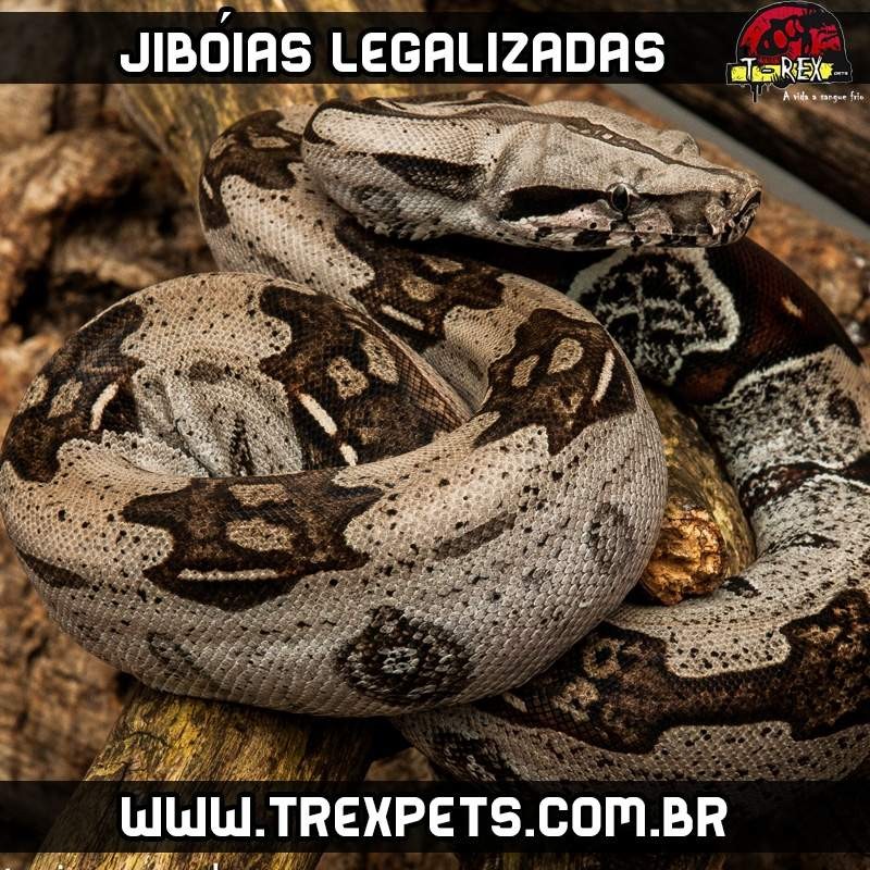 Filhote de Cobra Jibóia Legalizada