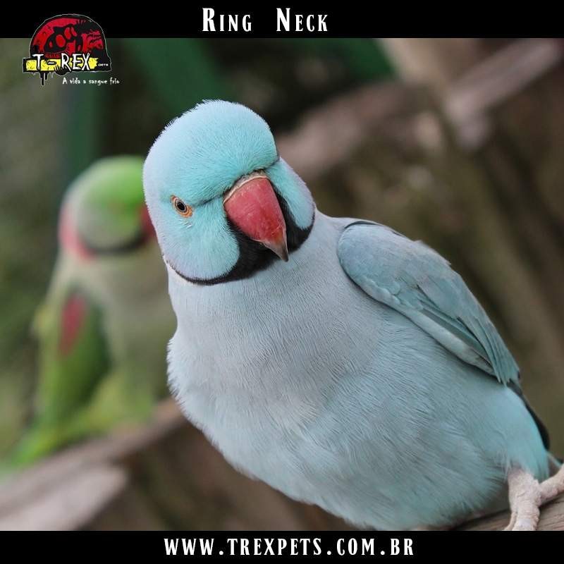 Venda de ring necks