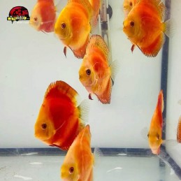 aquario colorido peixe disco