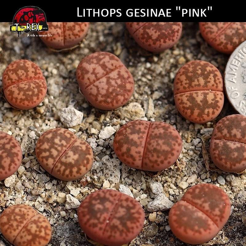 Cacto lithops pedra viva