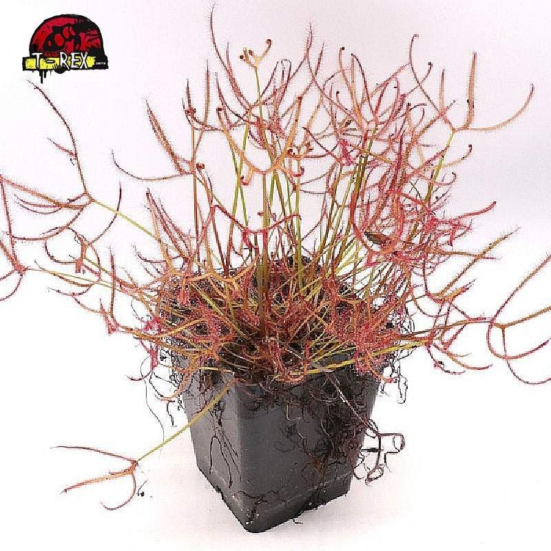 comprar planta carnivora drosera binata super red