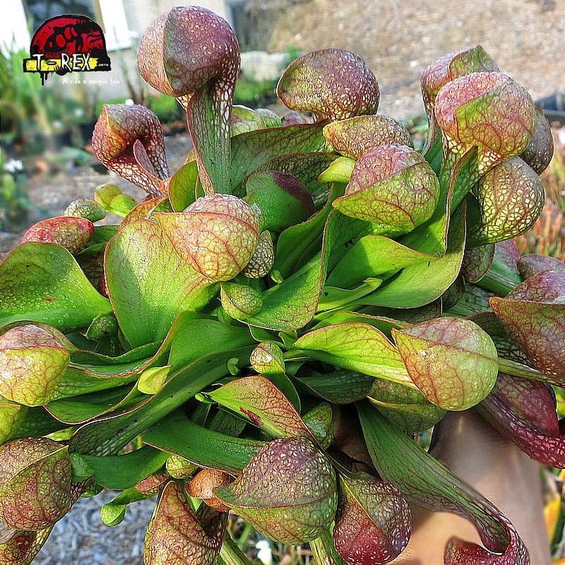 comprar planta carnivora sarracenia psitacinna