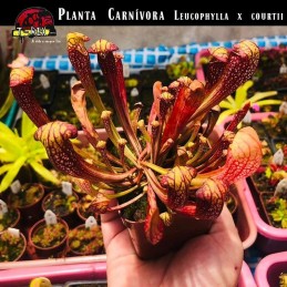 Plantas Carnívoras Serracenia a venda