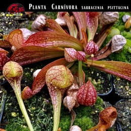Planta carnivora em São Paulo SP