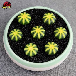 Astrophytum asterias Cacto Amarelo