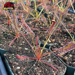 comprar planta carnvora drosera capensis