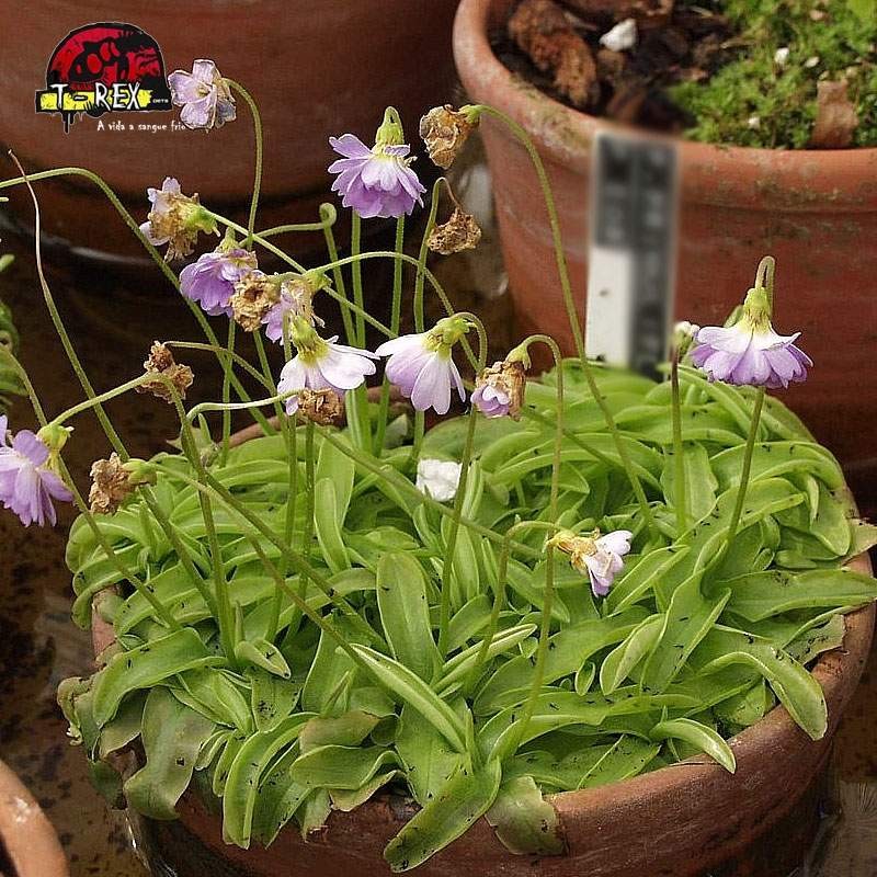 comprar planta carnivora pinguicula primuliflora