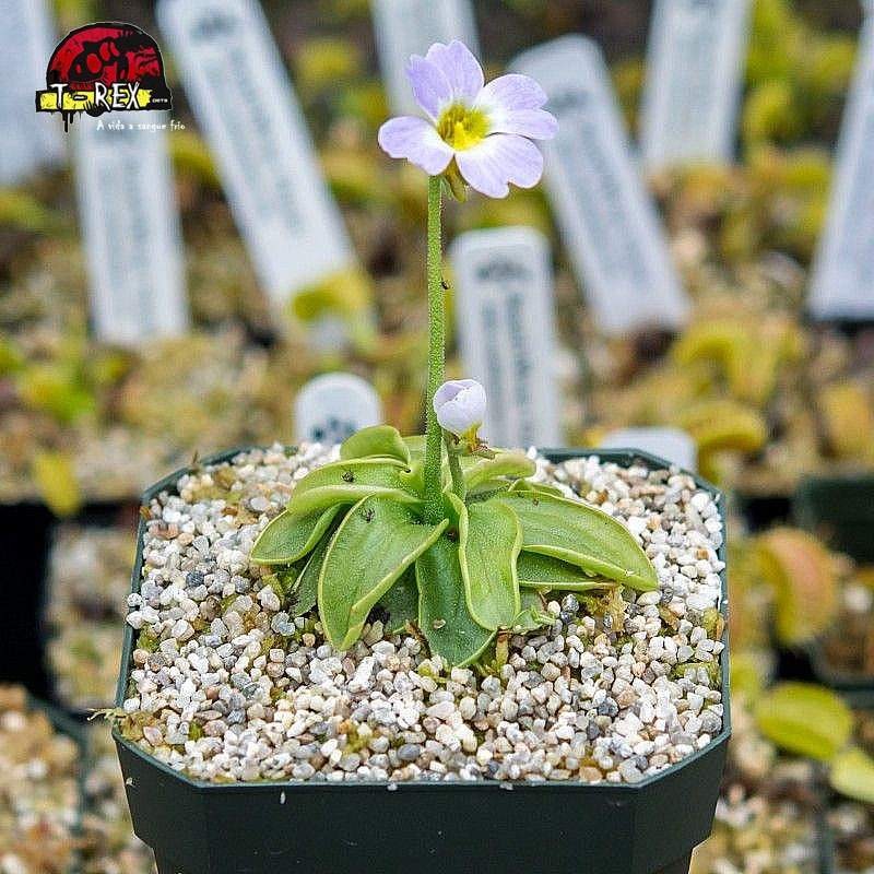 comprar planta carnivora