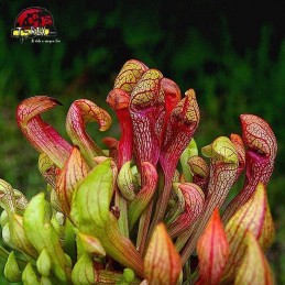 comprar planta carnivora sarracenia psitacinna