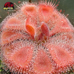 comprar planta carniora drosera burmanni red