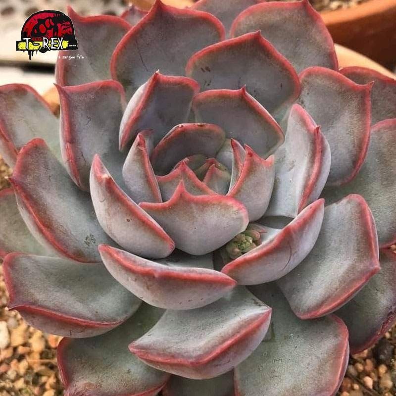 comprar suculenta echeveria dark ice