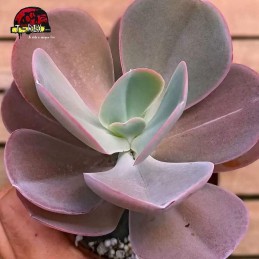Planta suculenta ECHEVERIA...