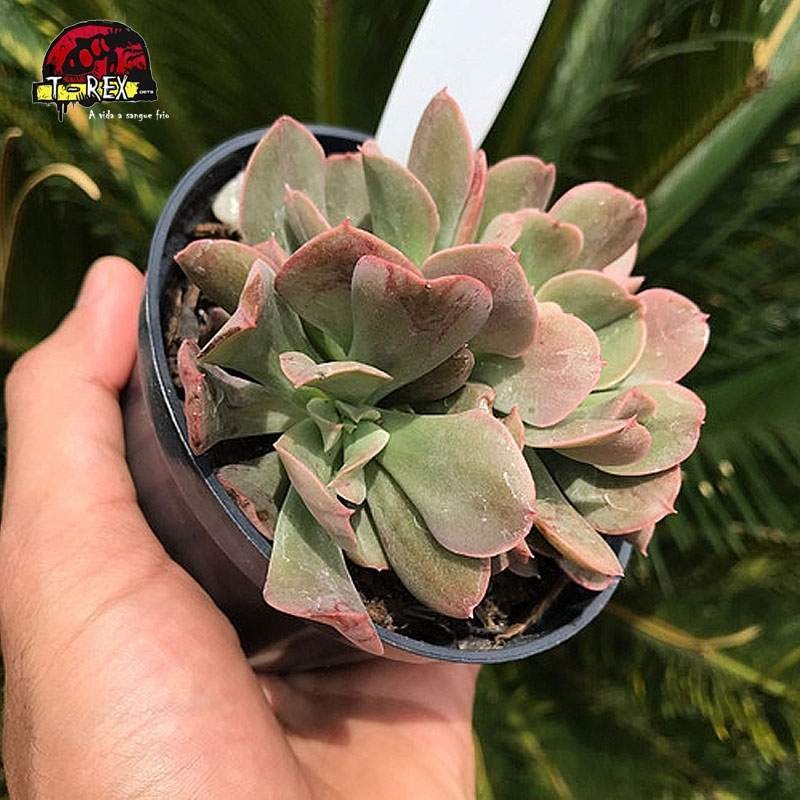 comprar suculenta echeveria dark vader