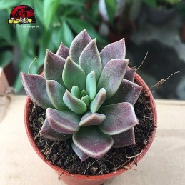 comprar suculenta sinocrassula  indica