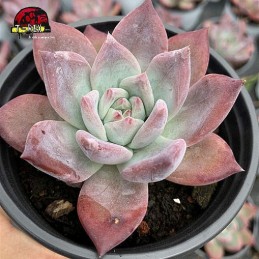 comprar echeveria colorata brandtii