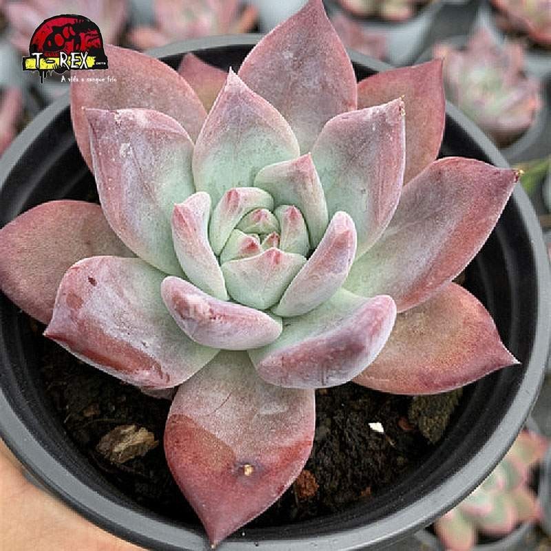 comprar echeveria colorata brandtii