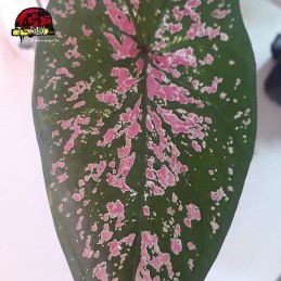 comprar muda de caladium