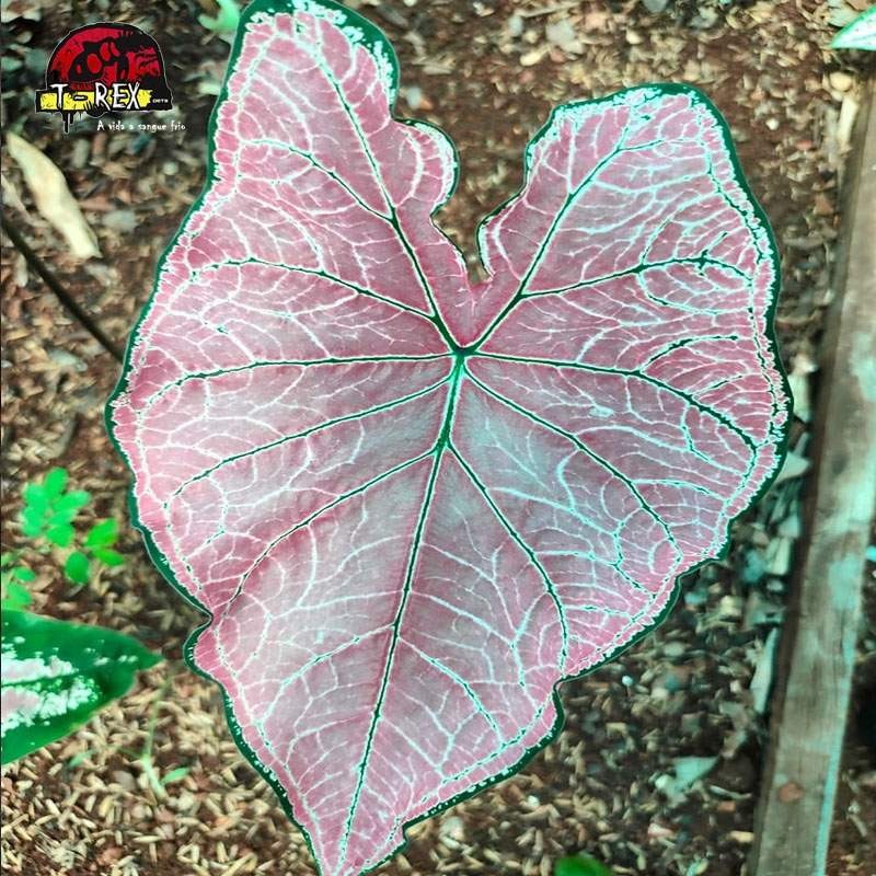 comprar muda de tinhorao