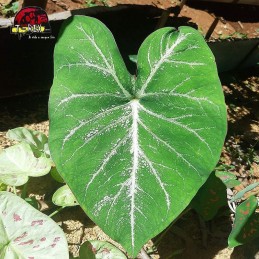 comprar muda de caladium