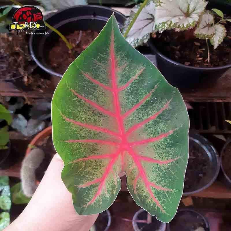 comprar muda de caladium