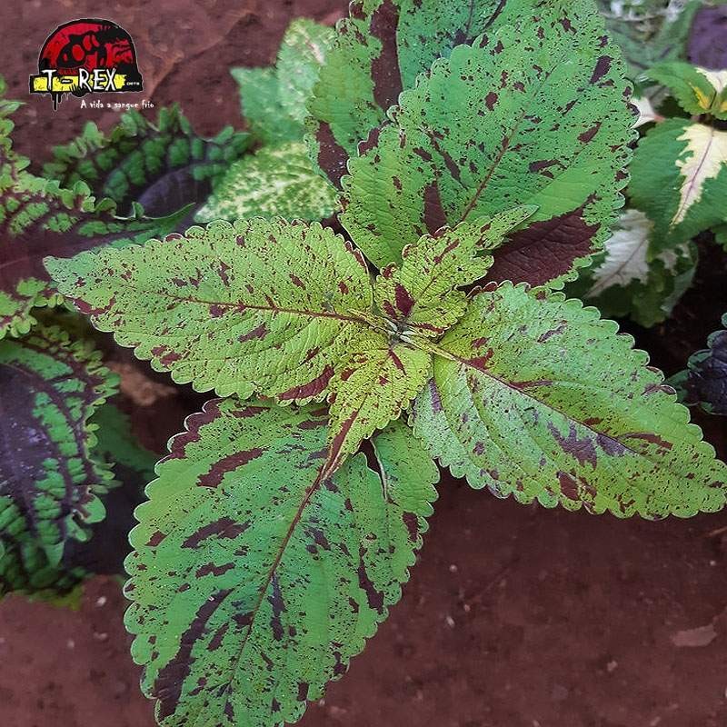 comprar muda de coleus