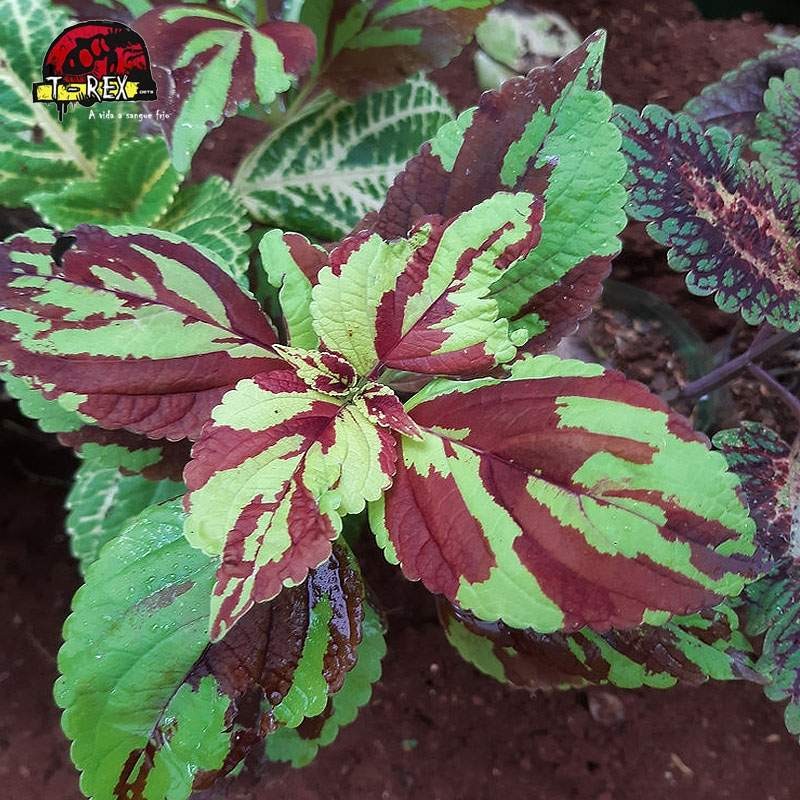 comprar muda de coleus