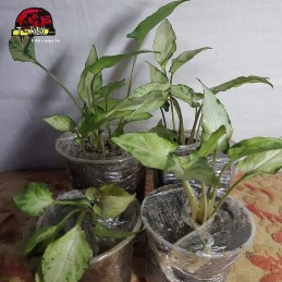 Muda de Planta Mini singonio