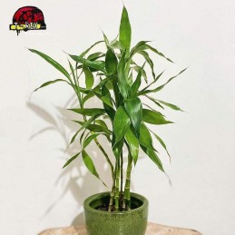 comprar muda de bambo da sorte