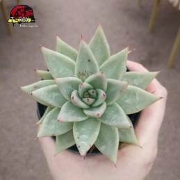 comprar agavoides bloody spear